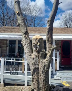 Removed this old American Beech that was topped years ago and is affected by Beech Bark Disease.  It had a large rotten dead stem over the house and was in heavy decline/dying. She had to go! But lucky the homeowner wanted to keep a monument so the tree will live on! Super cool! 
The crew did amazing, and the customer couldn't have been happier! 
Another happy customer! 👌😀 
.
.
.
.
.
.
.
.
#codystreeservice  #cctreeservice #gta #mississauga #toronto #treework #arborist #petzel #tree #chainsaw #stihl #removal #stormdamage #treeservice #emergency #vermeer #arboristsofinstagram #treecutting #community #rigging #climbing #teamwork #safety #husqvarna #aboriculture #treepruning #sharperpruning #Canada #banditchipper #happycustomer
