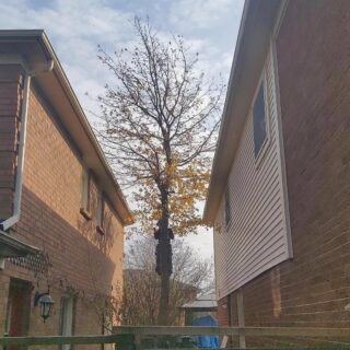 A pesky Oak growing between to houses in tight quarters is no match for us! We had it down in no time, good job boys! 👏 
.
.
.
.
.
.
.
#ccts #cctreeservice #gta #oakville #treework #arborist #petzel #tree #chainsaw #stihl #removal #stormdamage #treeservice #emergency  #lilac #vermeer #arboristsofinstagram #treecutting #community #rigging #climbing #teamwork #safety #husqvarna #aboriculture #treepruning #sharperpruning
