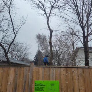 It's the best when the client already has the permit! 
But if you don't not a problem. We can provide an arborist report and take care of all the permits needed to remove trees on your property!
.
.
.
.
.
.
.
.
#codystreeservice  #ctreeservice #gta #oakville #treework #arborist #petzel #tree #chainsaw #stihl #removal #stormdamage #treeservice #emergency #vermeer #arboristsofinstagram #treecutting #community #rigging #climbing #teamwork #safety #husqvarna #aboriculture #treepruning #sharperpruning #Canada #banditchipper #permit