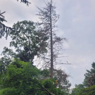 The crew working away on removing a MASSIVE stone dead Spruce right on the Credit River in Port Credit Mississauga. There is no limit to the size of trees we can tackle! 
*From big to small, we do it all!*
ANOTHER HAPPY CUSTOMER 😊 
.
.
.
.
.
.
#codystreeservice  #cctreeservice #gta #portcredit #treework #arborist #petzel #tree #chainsaw #stihl #removal #stormdamage #treeservice #emergency #vermeer #arboristsofinstagram #treecutting #community #rigging #climbing #teamwork #safety #husqvarna #aboriculture #treepruning #sharperpruning #Canada #banditchipper