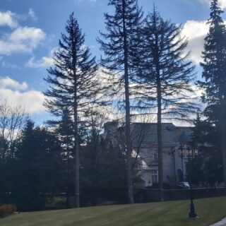 Removed 3 mature White Spruce🌲 at this absolutely beautiful property!
No lawn damage? No problem! 💪🫡
We left the property cleaner than when we showed up! 
Another happy customer, great job boys! 
.
.
.
.
.
.
.
.
#ccts #codystreeservice  #cctreeservice #gta #oakville #treework #arborist #petzel #tree #chainsaw #stihl #removal #stormdamage #treeservice #emergency #vermeer #arboristsofinstagram #treecutting #community #rigging #climbing #teamwork #safety #husqvarna #aboriculture #treepruning #sharperpruning #Canada #banditchipper #ontario