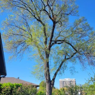 We removed this large Siberian Elm on a beautiful blue sky day! It was dropping large pieces of deadwood, and the homeowner wanted it gone! That's no match for our amazing crew. They had it down in no time! 
Good job guys! 💪👏
.
.
.
.
.
.
.
.
 #codystreeservice  #treeservice #gta #mississauga #treework #arborist #petzel #tree #chainsaw #stihl #removal #stormdamage #treeservice #emergency #vermeer #arboristsofinstagram #treecutting #community #rigging #climbing #teamwork #safety #husqvarna #aboriculture #treepruning #sharperpruning #Canada #banditchipper