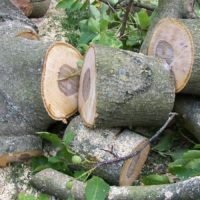 Tree Removal Permits