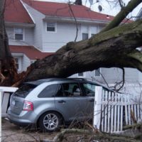 Fallen Tree Damage Needing Urgent Repair