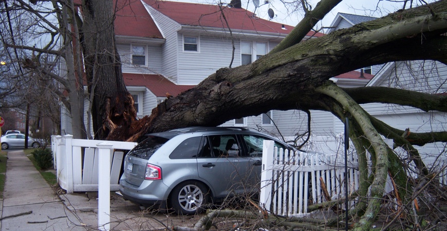 Tree Crashing on a car