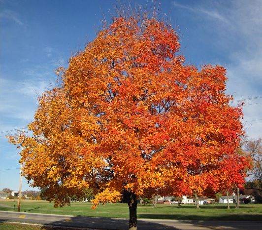 fall-colour-tree